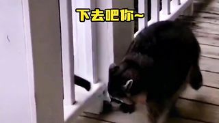 Very funny video????????????????????????????????????#funny#cat