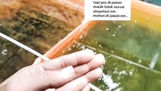 Ikan lele itu seperti BESAR kalau di air, tapi saat dipanen KECIL❗Awas jangan keliru