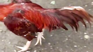Very  video