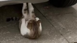 Cut cat