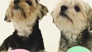 #Short #beautiful funny puppies