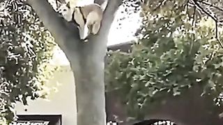 #Short #agent doggie mission