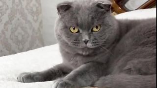 #shorts#pets#Cat Hates Seafood  Kitten