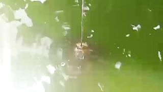 Belajar makan PASTA untuk LARVA LELE umur 8 hari, agar nanti saat lepas casut tidak kaget