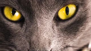 Cat ????#shorts #ytshort #viral #trending #pets #cat #animals