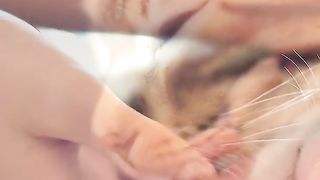 #shorts#Cats as an Affectionate Pets
