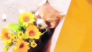 Cute cat