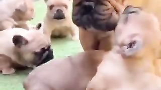 #shorts#Celo Pets  Animais Engraçados  Funny Animals Channel cats dogs funny 98 shorts_360p