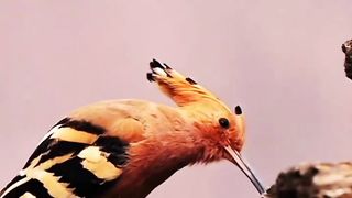 Cute Animals ????????????