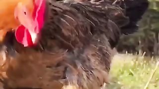 #shorts#puppy with rooster are friends