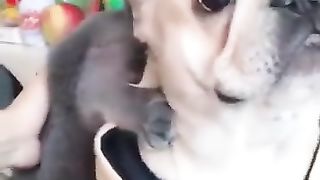 #shorts#dog friend with cat