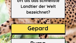 Gepard