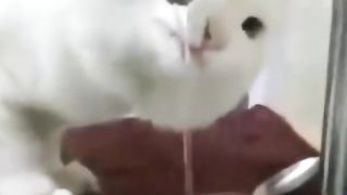#shorts#funny cat drink