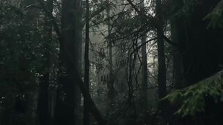 The Forest