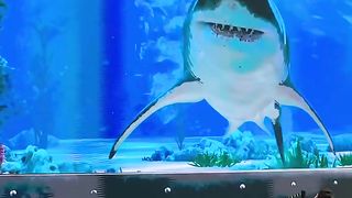 Sea creatures attack at the Port of #Nassau #Bahamas ! PART 1 #shark