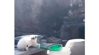 Funcats