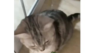 Funcats