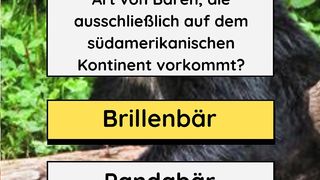 Brillenbär