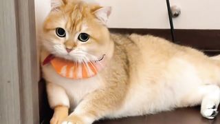 Funny cat video