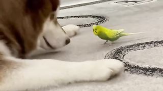 Diesel the Husky and Gosha the Parrot are Best Friends