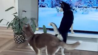 Husky Puppy_s Adorable Attempt to Grasp On-Screen Husky Pack