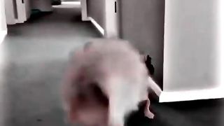Dogs making fun