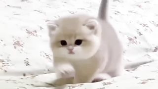 Funniest Videos 2024 ???? Funny Cats ????