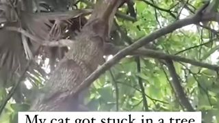Funny car