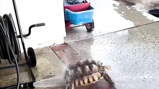 this tortoise having the time of its life with the hose!