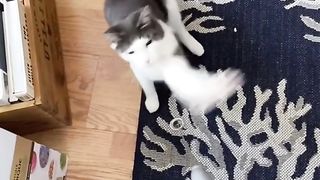 Funny cat 2