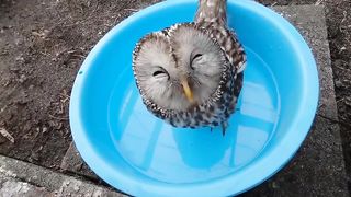 ust a happy owl drinking water
