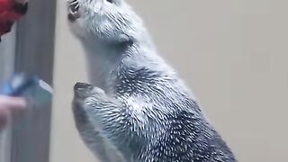 Checking Sea Otter temperature