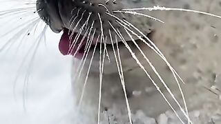 Proof that seals are just sea doggos