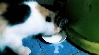 My cat love milke