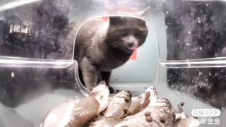The Smart Fish & Mr. Lucky: The New Luckiest Cat