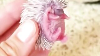 Its look so cute