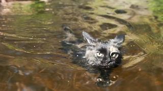 Funniest Animals - Best Of The 2024 Funny Animals Videos #3