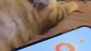 Meow Talk App.