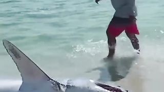 Beachgoers Save Massive Shark