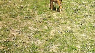 The goat animal