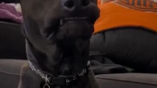 Funny Dogs And Cats Videos 2024  Best Funniest Animal Videos