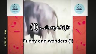 World of Weird: Unbelievable Funny Fails From Around the Globe! (1) عالم عجيب طرائف لا تصدق