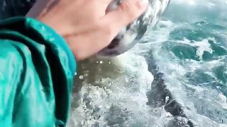 This gray whale showed us how well it brushed it's teeth