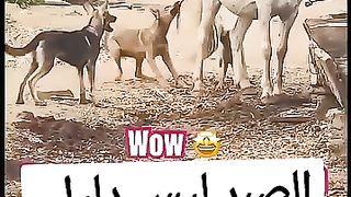 انما لصبر حدود