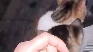 Mother cat  hugs her Kitten