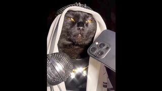 New Funny Animals Funniest Cats and Dogs Videos