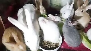 My babies