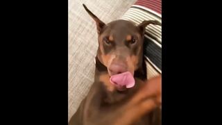amazing funny cat and dog videos 2024