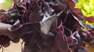 Laal Saag bhaja