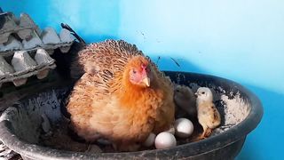 Chicken hatching  How Hen Warms Its chicks #chicks